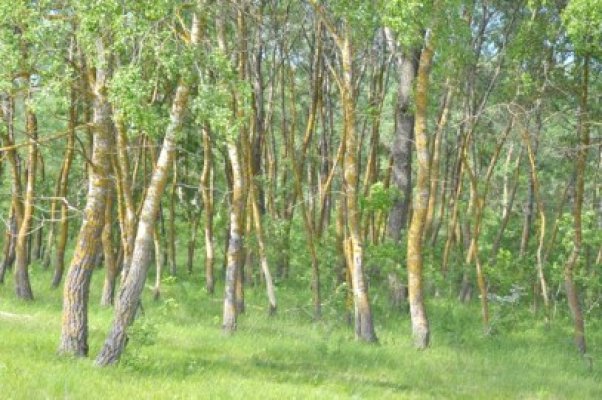 Incendiul din Pădurea Letea, stins cu ajutorul Gărzii de Coastă